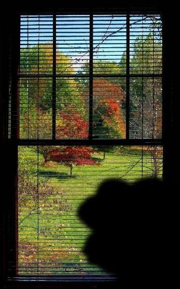 Pepe looks outside — Pepe meme