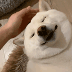 Good Dog Smile — Reaction meme