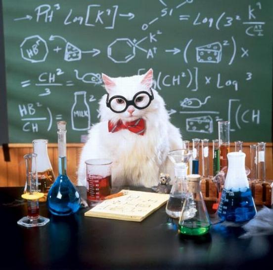 Chemistry Cat meme template — Templates meme