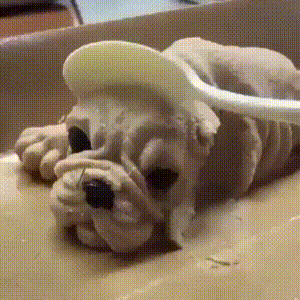 Dog ice cream being eaten — Reaction meme