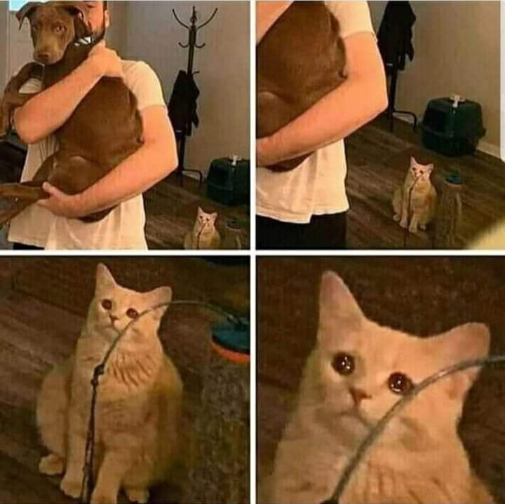 Sad Cat Holding Dog meme template — Templates meme