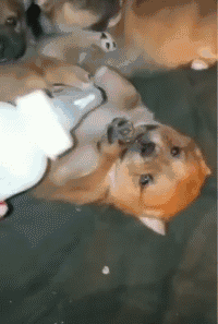 Dog Refuses Milk — Memes meme