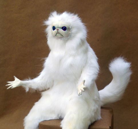 Weird persian cat — Reaction meme