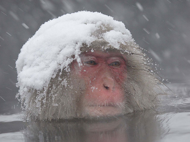 Monkey fed up with it — Reaction meme