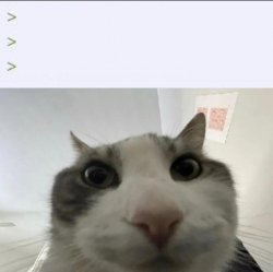 Cat looks inside meme template — Templates meme