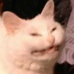 Disgusted cat — Reaction meme