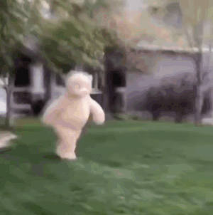 Bear Gymnastics — Reaction meme