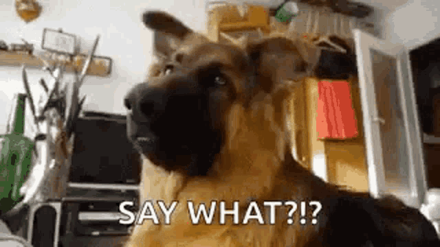 Dog what? — Reaction meme