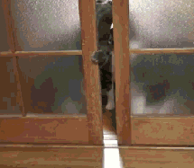 Cat Stopped by Door — Memes meme
