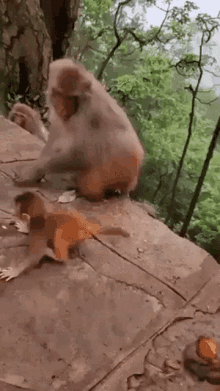 Monkey Slapping / Pushing Baby Monkey — Reaction meme