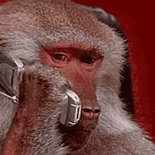 Close-Up Baboon On Phone (Stressed) — Reaction meme