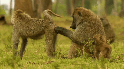Baboon Grooming Another Baboon's Backside — Reaction meme