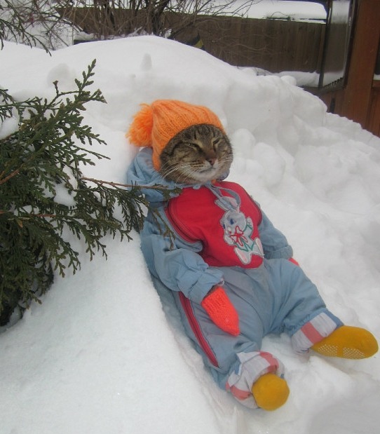 Comfy cat snow — Reaction meme