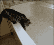 Cat Fall in Bathtub — Memes meme