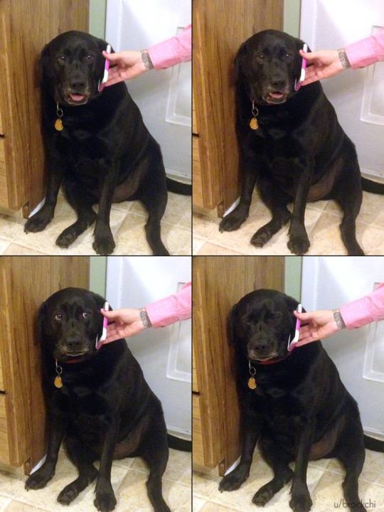 Sad dog answers phone — Reaction meme