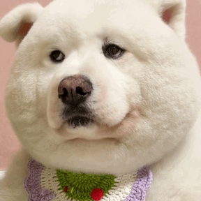 Furry Dog Blink — Reaction meme