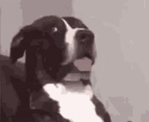 Dog WHAT? — Reaction meme