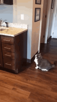 Cat jump failure 2 — Reaction meme