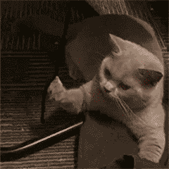 Cat Heart You — Reaction meme