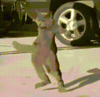 Cat dancing closeup — Reaction meme