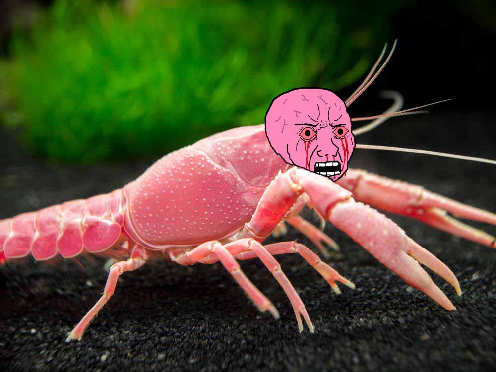 Pink wojak shrimp — Wojak meme