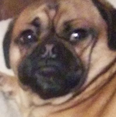 Disapproving pug — Reaction meme