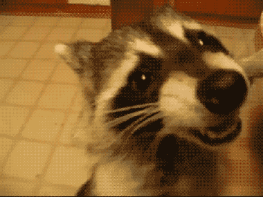Raccoon Want More Food — Memes meme