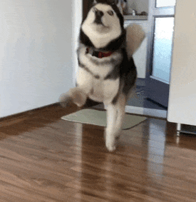 Dog Walking with Joy — Memes meme