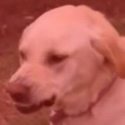 Angry red doggo — Reaction meme