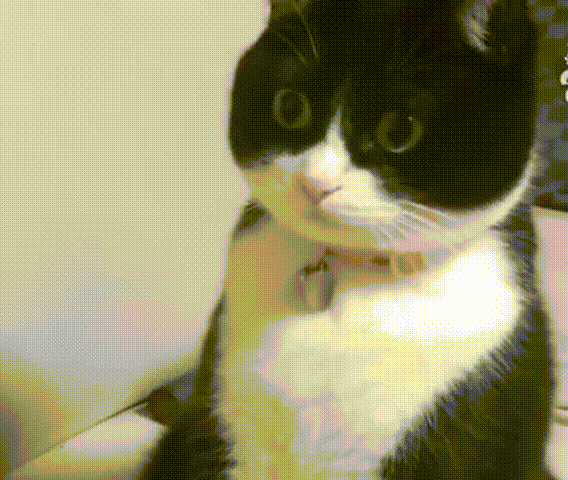 Cat is Shocked — Reaction meme