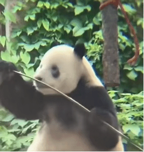 Angry Panda Snapping Bamboo — Reaction meme