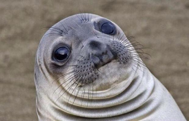 Awkward Moment Sealion meme template — Templates meme