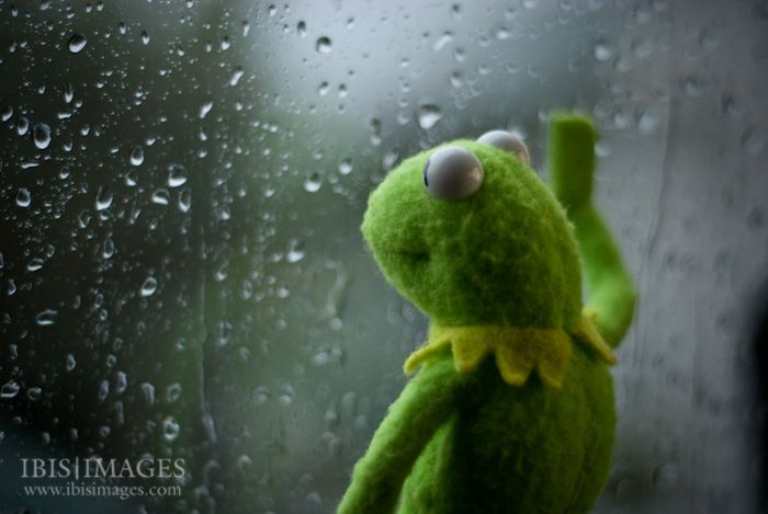Kermit window meme template — Templates meme