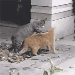 Cat Overhead Slam — Reaction meme