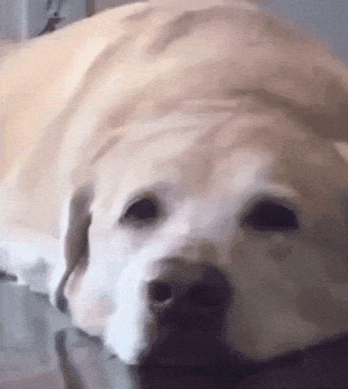 Smiling dog labrador retriever — Reaction meme