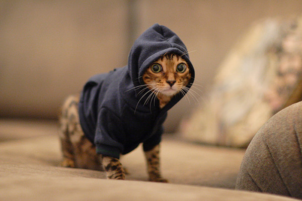 Kitten in hoodie — Reaction meme